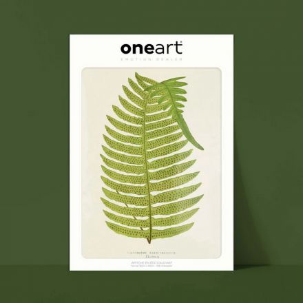 Affiche One Art - 30x40 cm - Fougère Polypodium