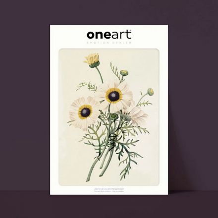 Affiche One Art - 30x40 cm - Chrysanthème caréné