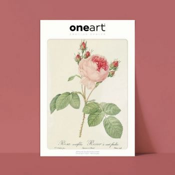 Affiche One Art - 30x40 cm - Rosier à cent feuilles